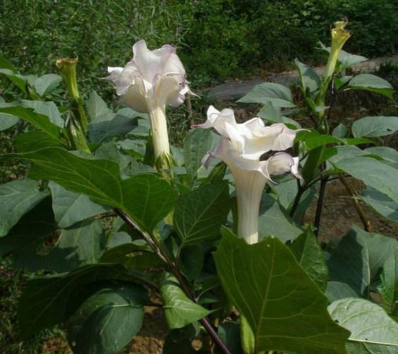 麻醉止痛,镇静解痉的作用,可治哮喘咳嗽,癫痫,面上生疮等,那洋金花长