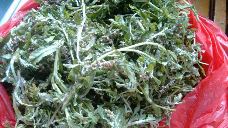 田艾草摘去坏叶子,清洗干净,沥干水