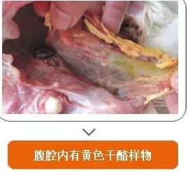 气囊炎,腹膜炎(禽黄痢)是近几年来出现的一种新病,以往教材中查