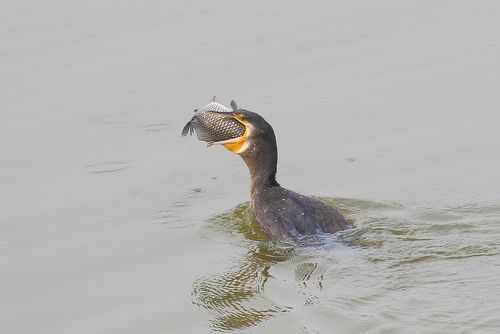 鸬鹚吃鱼和泥鳅. (共 9 p)
