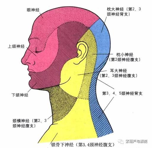 解剖| 三叉神经