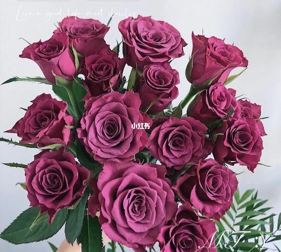 蓝莓玫瑰_蓝莓_鲜花分享_家居家装_家居装饰