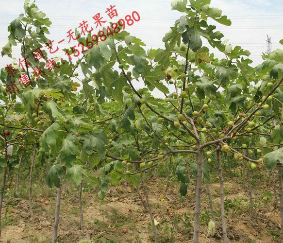 10年无花果树苗