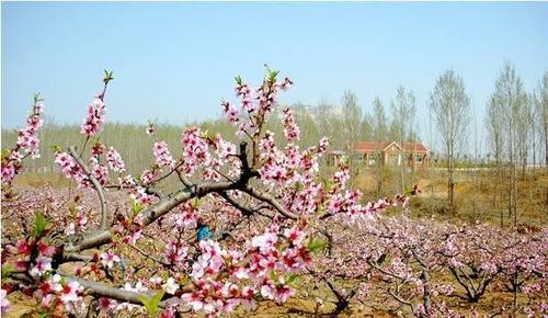 邹城市城前镇蓝陵桃花源