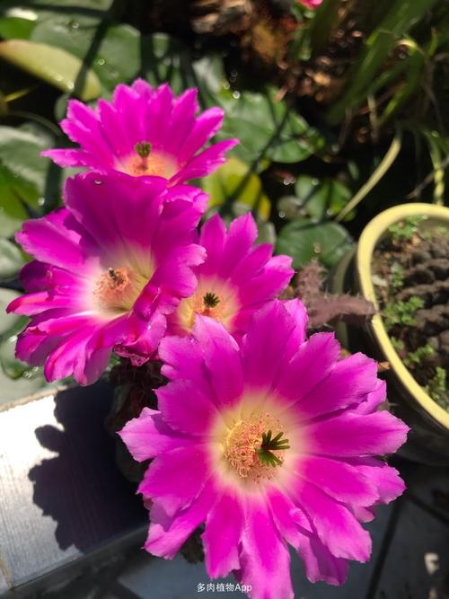 大花美花角开花第二天