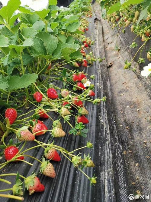 越秀草莓苗越秀草莓果个大口感香甜硬度高大果率高平均单果重22g