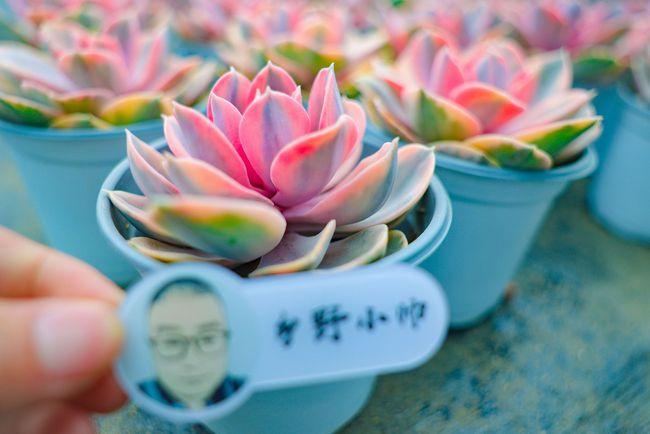 彩虹多肉怎么养学会这几点你也可以养出绚丽的彩虹