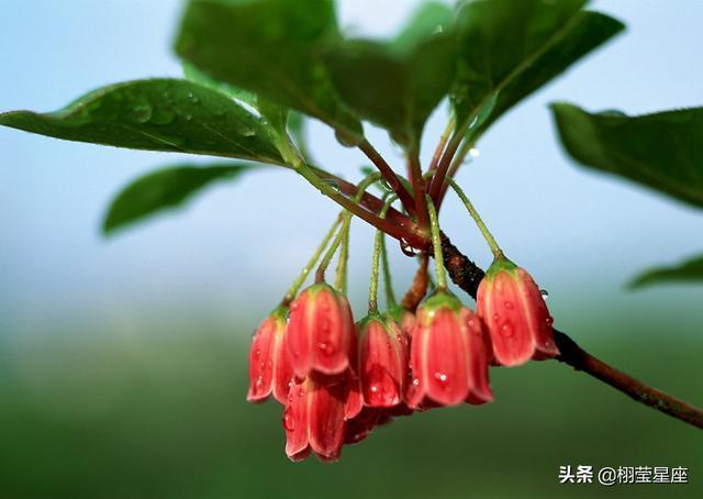 属鸡 属龙