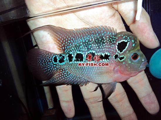 景裕引进批发级红运/鸿运罗汉鱼 flowerhorn 苗(10-12cm)展示