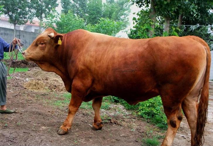 黑龙江的改良肉牛市场价格行情,改良肉牛价格走势