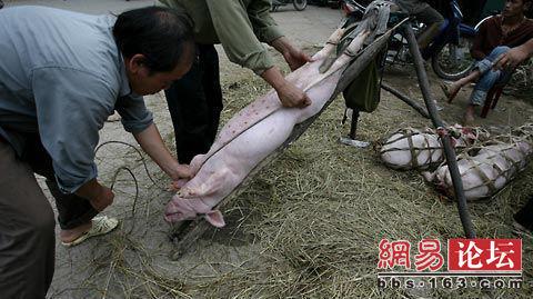 实拍越南人如何阉割猪仔,几分钟就可以把一头猪变成太监.看的我蛋 疼