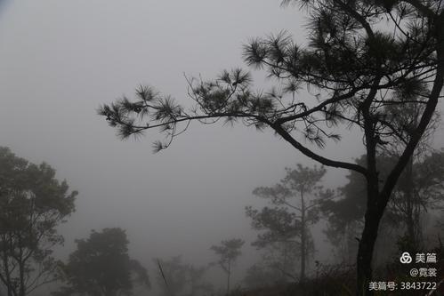 雾中茶山行