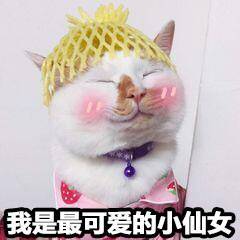我是最可爱的小仙女猫咪猫咪仙女可爱表情