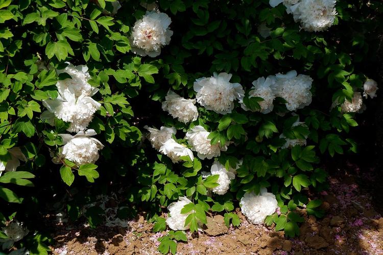 昆山夜光(夜光白)