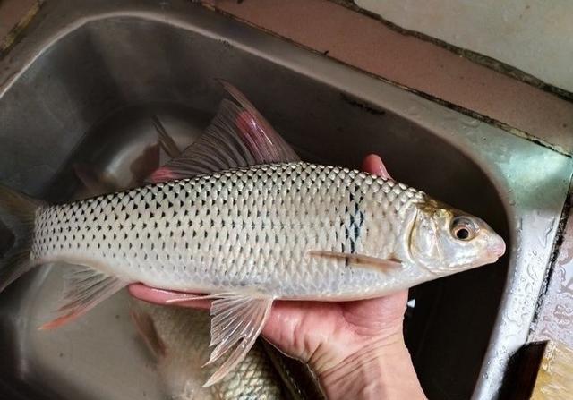 野钓鲮鱼梅州钓法详细教学钓获土鲮鱼