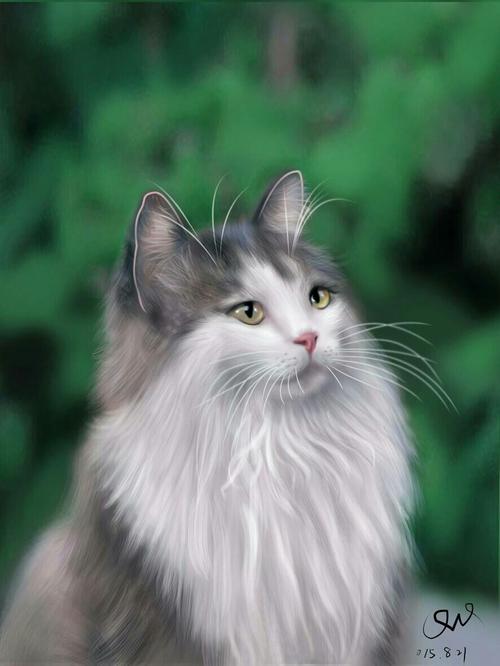 其它 喵星人 写美篇 波斯猫(persian cat)是以阿富汗的土种长毛猫和