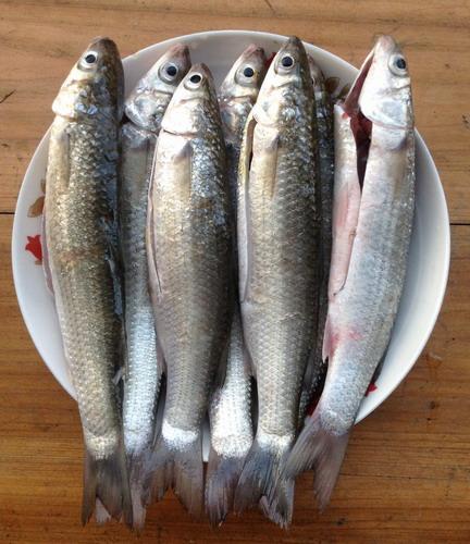 家常菜:香煎乌头鱼