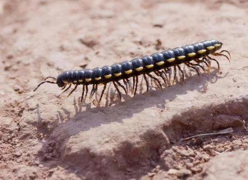 马陆|蜈蚣|害虫
