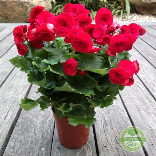 丽格海棠【花卉/盆景/组合盆栽】