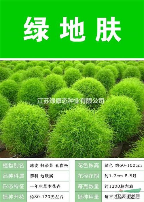 绿地肤种子 种子多 价格低 包成活率 种植技术上门指导