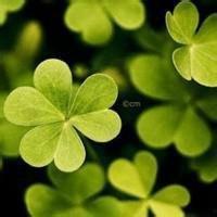 适合1986属虎微信头像_微信头像图片大全