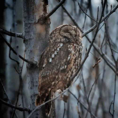 灰林鸮是一种中等身形的猫头鹰,体长37-40cm.头圆,无耳簇羽,面盘明显.