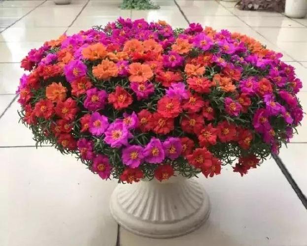 养盆栽太阳花,注意5点,疯长爆盆,枝上都是花儿,天天开不停