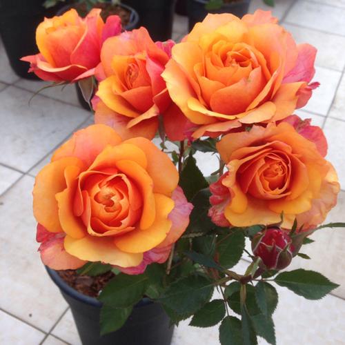 永远的艾帕索月季