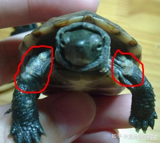 乌龟常见疾病及治疗方法