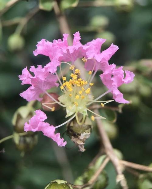 你知道钦州市花是什么吗?