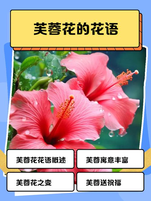 芙蓉花的花语