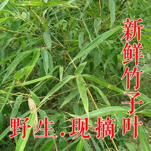 热卖银杏树沟新鲜竹子叶竹叶尖竹叶枝条中草药竹叶茶现采现发500g包邮