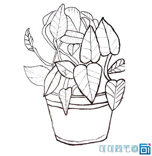 绿萝图片大全简笔画