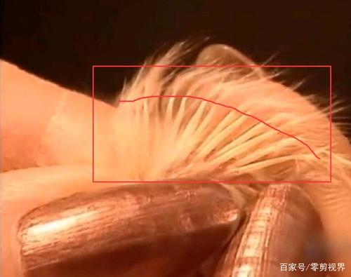 教你一招:如何鉴别小鸡公母,准确率高达95%以上