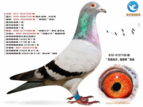 编 号: 698316               鸽 名: 万侯战将  清舍,功勋种鸽