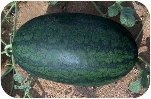 代办广东阳西上洋黑美人西瓜