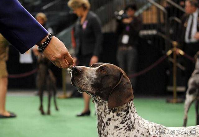 世界名犬,猎鸟犬中最古老的犬种,波音达猎犬