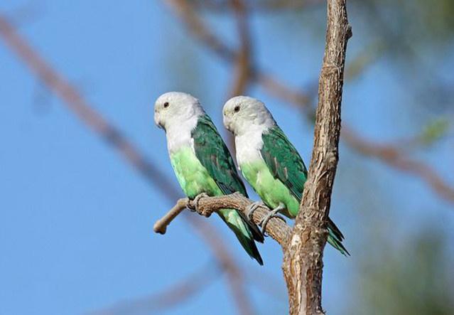 家养牡丹鹦鹉是这9种野生鹦鹉的后代,我家的对上了,你