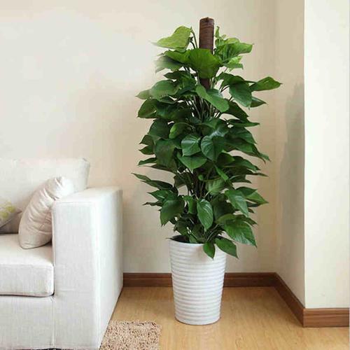 室内养殖绿萝的作用及好处