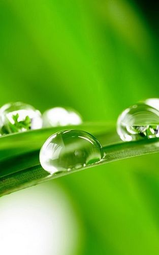 绿色清新露珠,艺术风景-手机壁纸