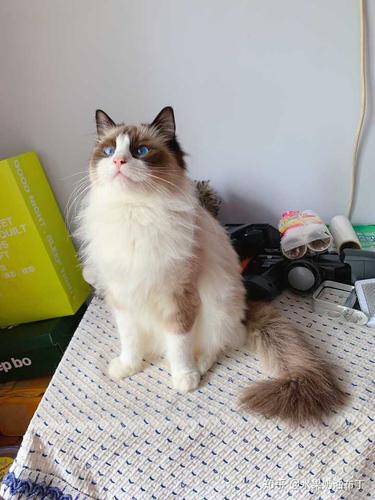 小丑猫是否能逆袭尴尬期无限长的后院布偶猫