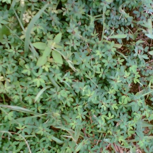 地锦草血见愁红丝草奶浆草地联猢狲头草奶汁草铺地锦红莲草草药苗