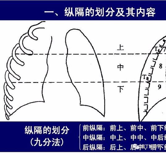 纵隔解剖纵隔疾病x线诊断要点