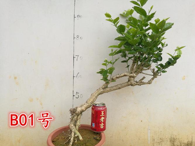 重瓣白茉莉花老桩独杆茉莉花盆栽茉莉花苗盆景净化空气植物包邮