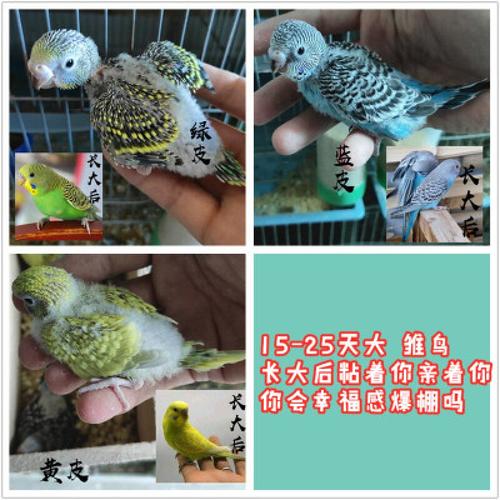 店铺推荐虎皮鹦鹉雏鸟活体15至25天幼鸟幼崽手养亲人鸟训练说话宠物鸟