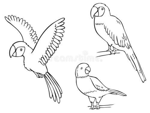 金刚鹦鹉的简笔画