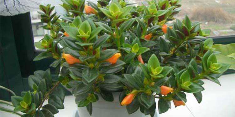 金鱼吊兰什么时候开花 盆栽金鱼吊兰的养殖方法