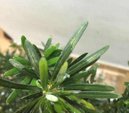 请问有什么方法可以去掉罗汉松叶子上的这一层迹?