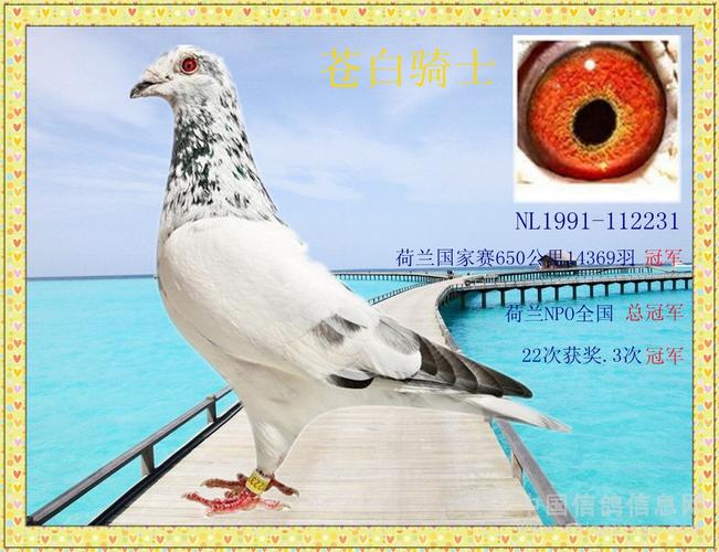 苍白骑士-w纯钢鸽舍g-中国信鸽信息网 www.chinaxinge