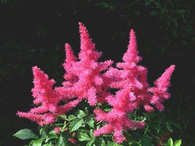 红升麻的功效与作用